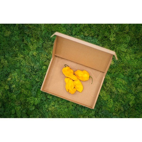 Bhut Jolokia Yellow čerstvé plody
